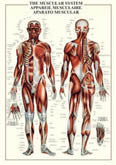 Anatomy Charts