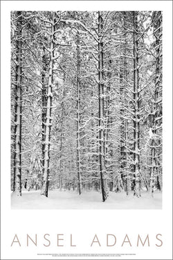 Ansel Adams "Pine Forest in the Snow" (Yosemite 1932) Classic Black-and-White Photography Poster Print - Little, Brown & Co. 1997
