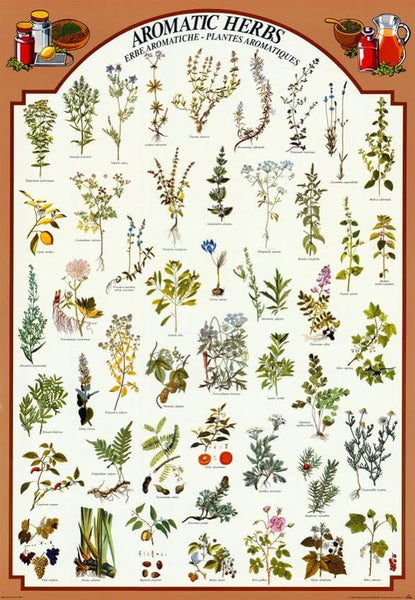 Aromatic Herbs (48 Varieties) Cooking Kitchen Wall Chart Poster - Eurographics Inc.