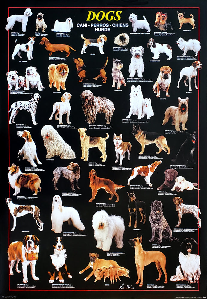 Canine Brightest Dog Breed Canine Good Dog Breeds For Full Time