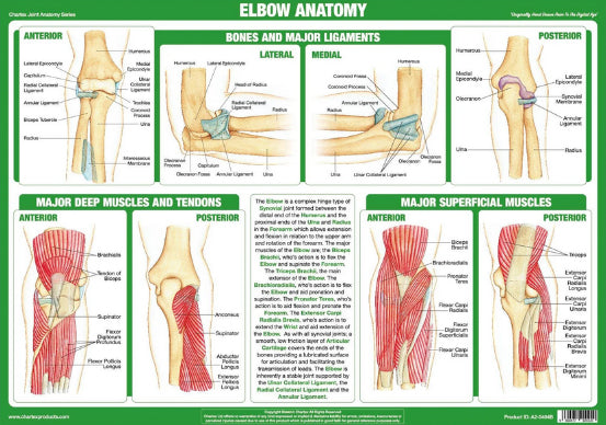 Elbow Anatomy Health and Fitness Wall Chart Poster - Chartex Ltd.