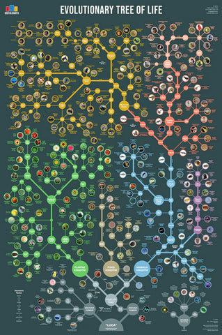 Evolutionary Tree of Life Wall Chart Premium 24x36 Reference Poster - Useful Charts