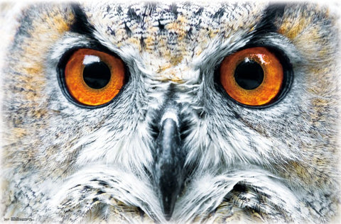 The Owl's Scowl (Facial Close-Up) Super-Cool Animal Kingdom Poster - Trends International
