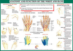 Anatomy of Hand and Wrist Health and Fitness Wall Chart Poster - Chartex Ltd.