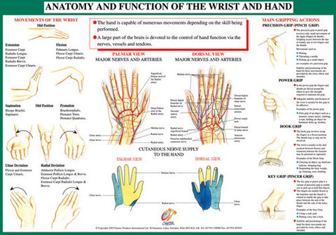 Anatomy of Hand and Wrist Health and Fitness Wall Chart Poster - Chartex Ltd.