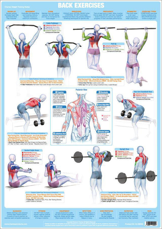 back exercise chart for men