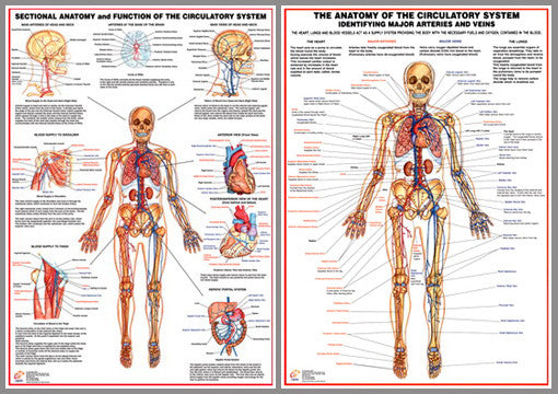 Anatomy of the Circulatory System 2-Poster Combo Set - Chartex