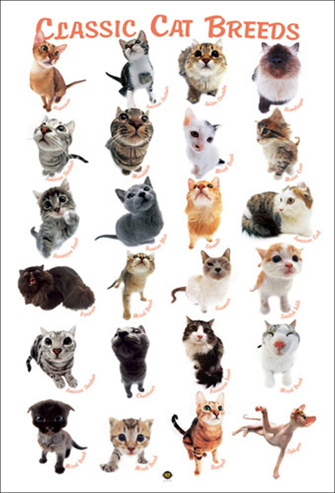 Classic Cat Breeds 24 Felines Poster Hana Deka Club Photography