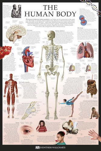 The Human Body Educational Poster - DK Eyewitness Wallcharts/Pyramid