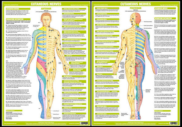 Human Anatomy Origin of Cutaneous Nerves Physiotherapy 2-Poster Combo - Chartex Ltd.