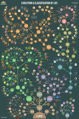 Evolution and Classification of Life Wall Chart Premium Reference Poster - Useful Charts