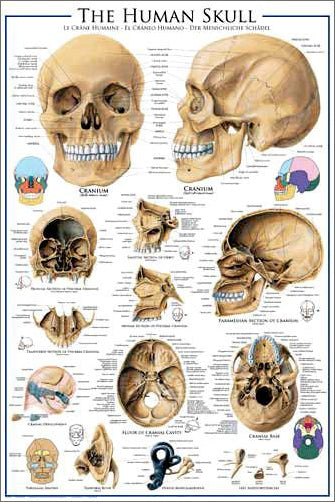 ANATOMY OF THE HUMAN HEART Medical Science Educational Wall Chart 24x36  POSTER