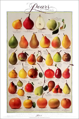 Pears of the Filoli Orchards (36 Varieties) 24x36 Wall Chart Poster - Celestial Arts Inc.