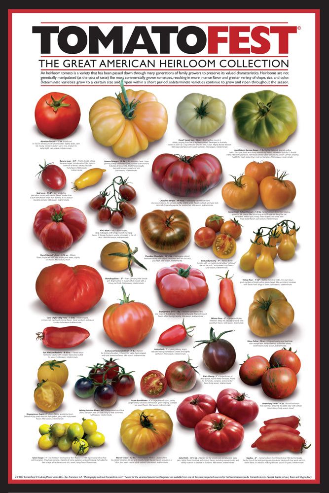 TomatoFest American Heirloom Tomatoes 24x36 Wall Chart Poster Culina