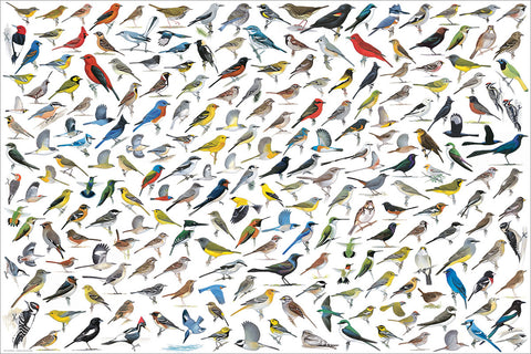 The World of Birds Poster (200 Avian Species Illustrated by David Allen Bibley) - Eurographics Inc.