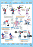 Chartex Products - Fitness, Health, Wellness, Anatomy Posters