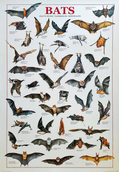 Bats Animal Zoology 27x39 Wall Chart Poster - Ricordi Arte Group