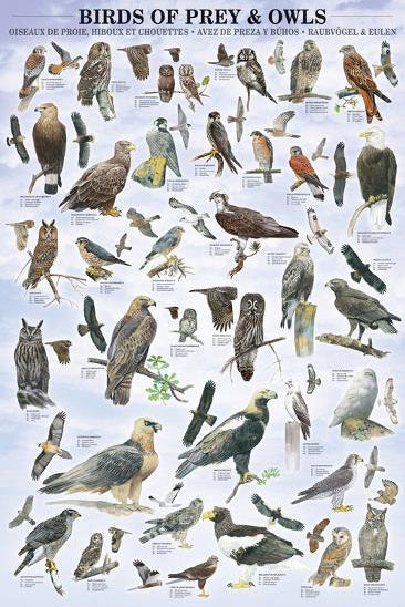 Birds of Prey and Owls Avian Life Wall Chart (35 Species) Poster - Eurographics Inc.