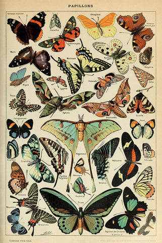 Butterfly Illustrations (Papillons) by Adolphe Millot 24x36 Poster - Studio B