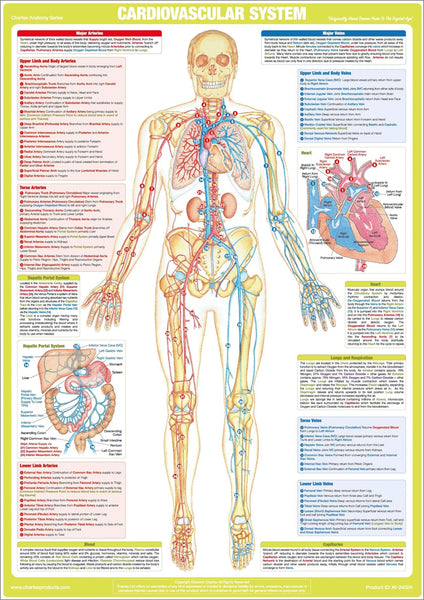 Cardiovascular System Anatomy Wall Chart Poster - Chartex Ltd.