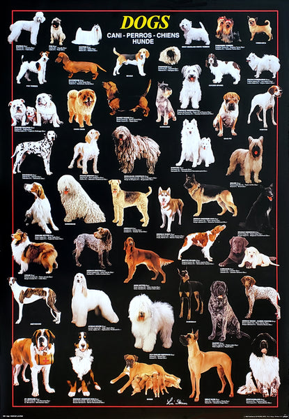 Dog Breeds 46 Canines Poster (Lisa Stein's Photography of Dogs) - Ricordi Arte Group