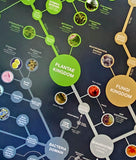 Evolutionary Tree of Life Wall Chart Premium 24x36 Reference Poster - Useful Charts