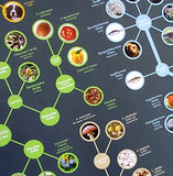 Evolutionary Tree of Life Wall Chart Premium 24x36 Reference Poster - Useful Charts