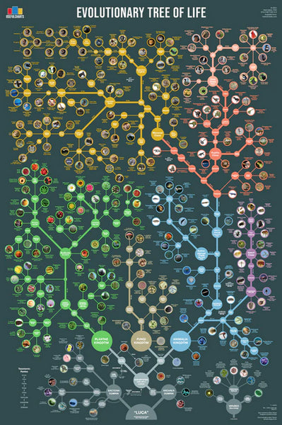 Evolutionary Tree of Life Wall Chart Premium 24x36 Reference Poster - Useful Charts