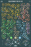 Evolutionary Tree of Life Wall Chart Premium 24x36 Reference Poster - Useful Charts