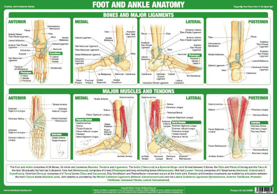 Anatomy of the Foot and Ankle Health and Fitness Wall Chart Poster - Chartex Ltd.