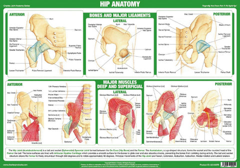 Anatomy of Hip Joint Health and Fitness Wall Chart Poster - Chartex Ltd.