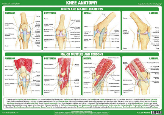 Anatomy of Knee Joint Health and Fitness Wall Chart Poster - Chartex Ltd.