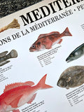 Mediterranean Fish Wall Chart Poster (61 Saltwater Species) Poster - Eurographics