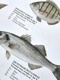 Mediterranean Fish Wall Chart Poster (61 Saltwater Species) Poster - Eurographics