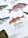 Mediterranean Fish Wall Chart Poster (61 Saltwater Species) Poster - Eurographics
