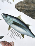 Mediterranean Fish Wall Chart Poster (61 Saltwater Species) Poster - Eurographics