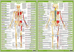 Major Muscle Attachments Human Physical Anatomy 2-Poster Combo Set - Chartex Ltd