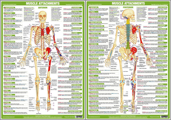 Major Muscle Attachments Human Physical Anatomy 2-Poster Combo Set - Chartex Ltd