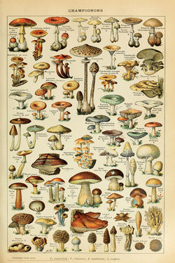 Mushroom Illustrations (Champignons) by Adolphe Millot 24x36 Poster - Studio B