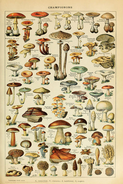 Mushroom Illustrations (Champignons) by Adolphe Millot 24x36 Poster - Studio B