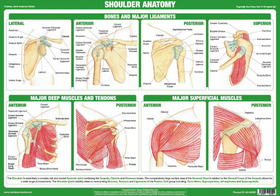 Anatomy of the Shoulder Joint Health and Fitness Wall Chart Poster - Chartex Ltd.
