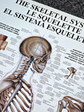 The Skeletal System Human Anatomy Large 27x39 Wall Chart Poster - Nuova