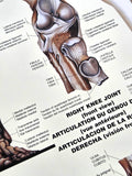 The Skeletal System Human Anatomy Large 27x39 Wall Chart Poster - Nuova