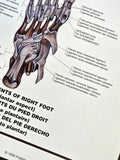 The Skeletal System Human Anatomy Large 27x39 Wall Chart Poster - Nuova