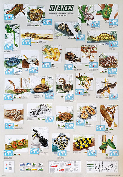 SNAKES Animal Zoology Wall Chart Educational 27x39 Poster - Ricordi Arte