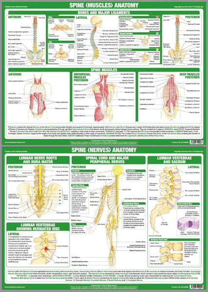 Anatomy of The Spine (Muscles and Nerves) Wall Chart 2-POSTER SET - Chartex Ltd.