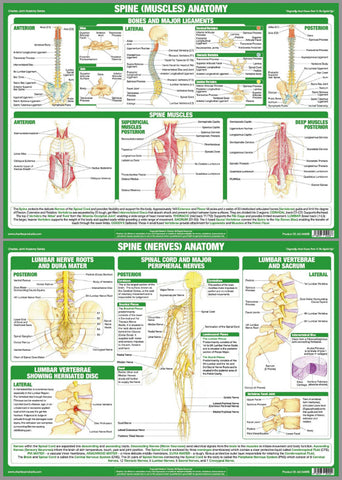 Anatomy of The Spine (Muscles and Nerves) Wall Chart 2-POSTER SET ...