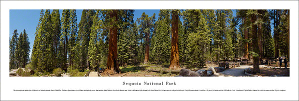 Sequoia National Park, California Ancient Trees Panoramic Poster Print - Blakeway Worldwide