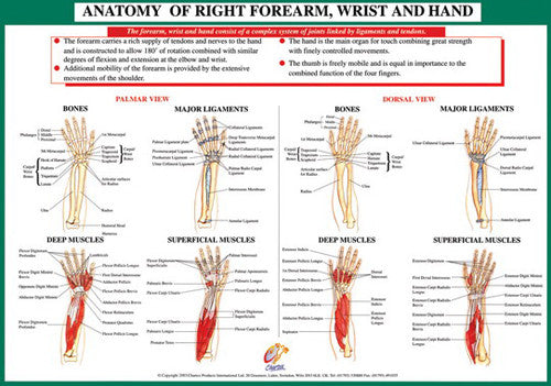 Anatomy of Forearm, Wrist and Hand Health and Fitness Wall Chart Poster - Chartex Ltd.
