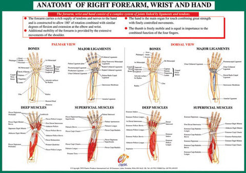 rotation anatomy hand